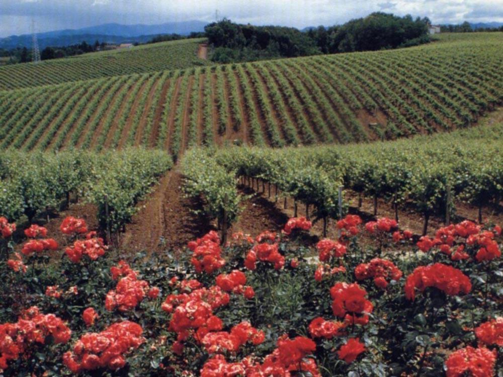 Agriturismo Tenuta La Marchesa Novi Ligure Ngoại thất bức ảnh